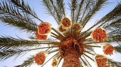 صابة قياسية للتمور في تونس