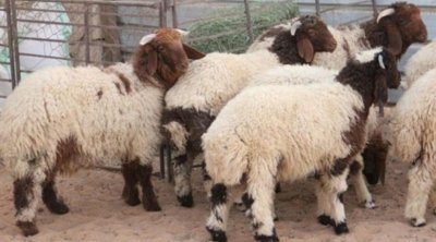 عيد الأضحى : شركة اللحوم تؤمن 3000 أضحية بالميزان