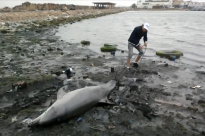 رغم رداءة العوامل الجوية : شاب ينقذ دلفين بميناء صفاقس