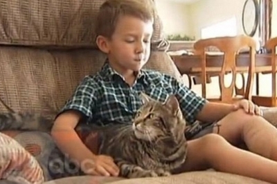 قطة شجاعة تنقذ طفل صغير من كلب شرس 