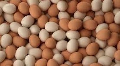 La Tunisi sera obligée d’importer les 04 œufs à 1600 millimes