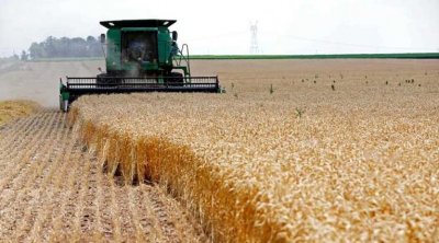 القمح يرتفع لأعلى مستوى منذ عام 2008 بسبب الحرب الروسية الأوكرانية
