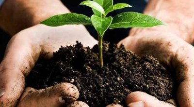 Le Colza : Une culture en faveur d'une agriculture durable en Tunisie