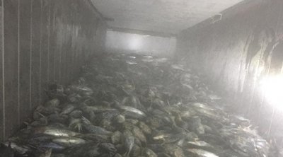 القيروان : حجز 25 طن من سمك التن