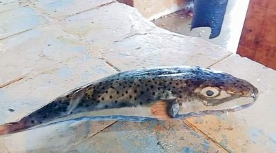 تنبيه: ظهور سمكة الأرنب السامة في خليج قابس (صورة )
