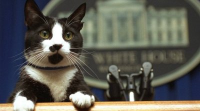 أيسلندا تفرض حظر التجول على القطط 