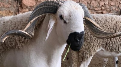 اتحاد الفلاحين : أسعار أضاحي العيد في المتناول