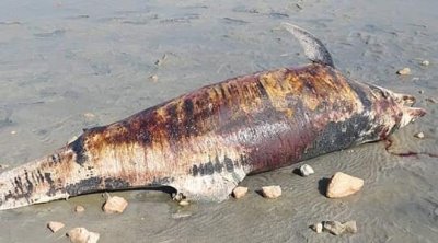 نفوق دلفين في أحد شواطئ جزيرة جربة (صور)