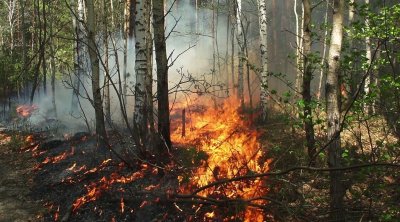 السيطرة على حريق جبل المرة الذى أتى على 180 هكتارا