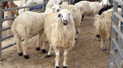 شركة اللحوم : انطلاق عملية بيع أضاحي العيد بداية من غدا..وهذه الأسعار 