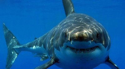 مصر :  مقتل امرأة رومانية في هجوم قرش للمرة الثانية خلال أيام