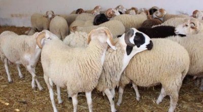 السطوعلى شاحنة محملة بالمواشي تحت التهديد بأسلحة بيضاء في الحمامات 