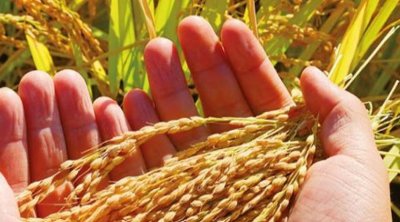 Tunisie : Crédit en urgence de 130 millions de dollars pour la sécurité alimentaire