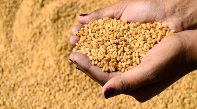 ديوان الحبوب : كميات الحبوب المجمّعة بلغت 7.5 مليون قنطار الى موفى اوت 2022