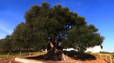 El Haouaria: Journée culturelle ''Zaytouna wa Kiteb'' sous l'ombre du plus vieil olivier en Tunisie