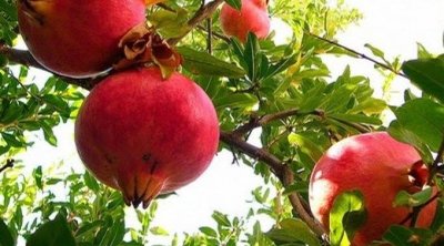 إنتاج تونس من الرمان يتجاوز 102 ألف طن
