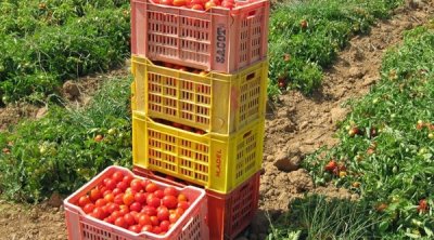 وكالة النهوض بالإستثمار الفلاحي تمنح حوافز للإستثمارات المستدامة