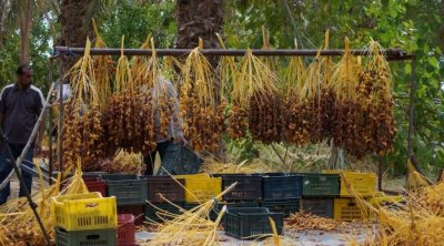 Le ministre de l’Agriculture appelle les producteurs de dattes à se rassembler dans des coopératives