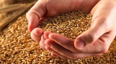 تونس تطرح مناقصة لشراء 125 ألف طن من القمح الصلب