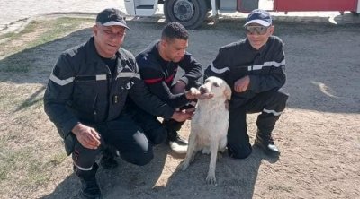 القيروان : أعوان الحماية المدنية يتمكنون من إنقاذ كلب سقط وسط فسقية الأغالبة (صور)