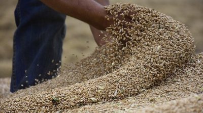 تونس : توقعات بصابة حبوب ''كارثية'' 
