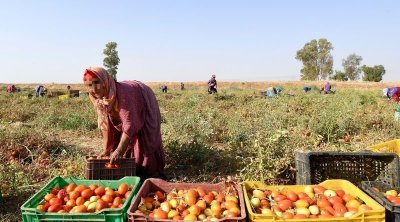تونس : 70 % من الأمن الغذائي تؤمنه نساء
