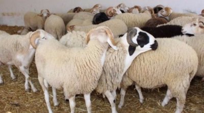 Tunisie : Les prix des moutons de sacrifice varient entre 700 et 1200 dinars