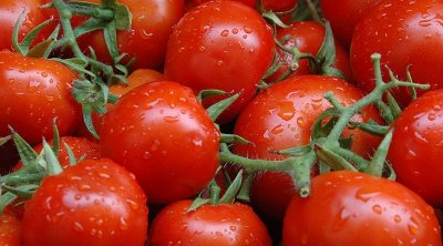 قابس: صادرات الطماطم العنقودية بمشروع ''فرحة الصحراء''  ستصل إلى 10 الاف طن