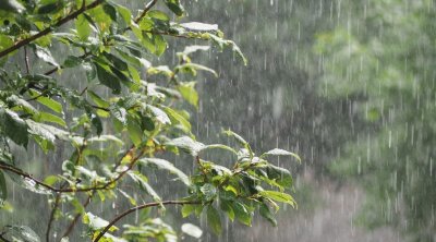 إتحاد الفلاحة : الأمطار ستعود بالنفع على هذه الغراسات 