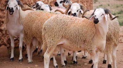 منظمة الدفاع عن المستهلك : شركة اللحوم لم تلتزم بإعتماد السعر المرجعي لأضاحي العيد