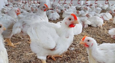 وزارة الفلاحة تدعو مربي الدواجن والمزارعين إلى اتخاذ حزمة إجراءات للتوقي من تأثير موجة الحر