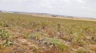 Récupération d’une terre domaniale de 11 hectares à la Manouba