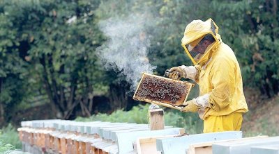زغوان : 50 % من خلايا النحل أتلفت بسبب الجفاف وارتفاع درجات الحرارة 
