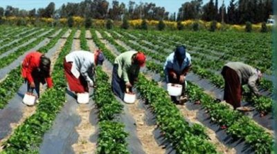 تونس تخسر 6.8 نقاط مائوية من اليد العاملة النسائية كلما زادت الصادرات بمليار دولار