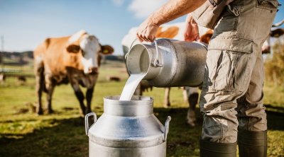 الكاف : اتحاد الفلاحة يحذّر من انهيار منظومة الألبان نتيجة موجة بيع الأبقار الحلوب 