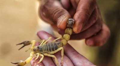 أطفال يصطادون العقارب لفائدة معهد باستور: الهاشمي الوزير ينفي 