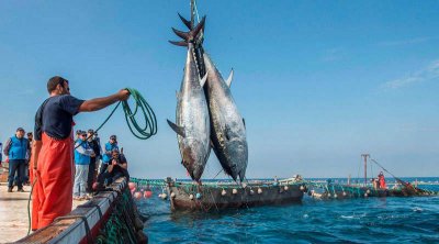 تراجع صادرات منتوجات الصيد البحري بـ0،3% من حيث الكمية و 2،7% من حيث القيمة