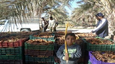 وزارة الفلاحة : منح مبيدات بقيمة 200 ألف دينار لفائدة صغار منتجي التمور