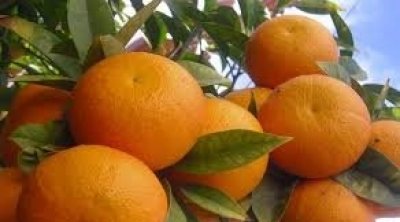 نابل: توقّعات بتراجع صابة القوارص