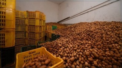 Jendouba : Saisie de 6 tonnes de pommes de terre dans un entrepôt anarchique 