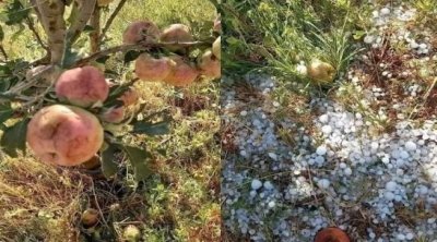 سليانة : تضرّر صابة التفاح بسبب تساقط البرد في الروحية