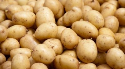 Bizerte : Saisie de 82 tonnes de pommes de terre dans un entrepôt frigorifique à Ras Jebel