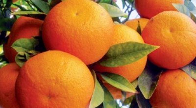 صابة القوارص تزيد بنسبة 26 % و توقع تصدير 12 ألف طن من برتقال المالطي 