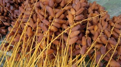 Les exportations des dattes tunisiennes en hausse de 17,4% à 162 MD à fin novembre 2023