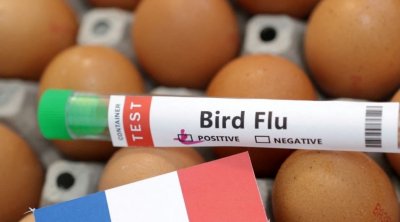 France: Premier foyer de grippe aviaire dans un élevage de canards vaccinés