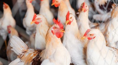 وزارة الفلاحة تقرر التخفيض في إنتاج الدواجن