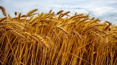 تونس تشتري 100 ألف طن من القمح والشعير