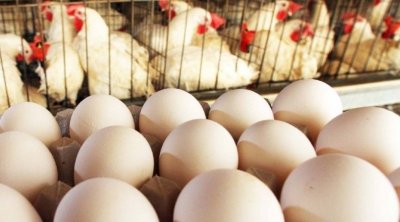 إنخفاض في أسعار البيض و اللحوم البيضاء خلال شهر رمضان 