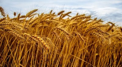 تونس تطرح مناقصة لشراء 100 ألف طن من القمح الصلب