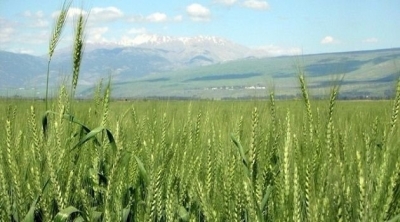 بسبب الجفاف : منع برمجة زراعات سقوية جديدة في باجة 